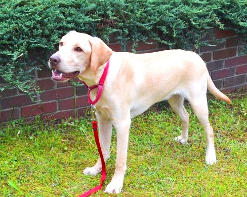 生後8ヶ月（男の子）-グレイスフルランド : ラブラドールレトリバーと