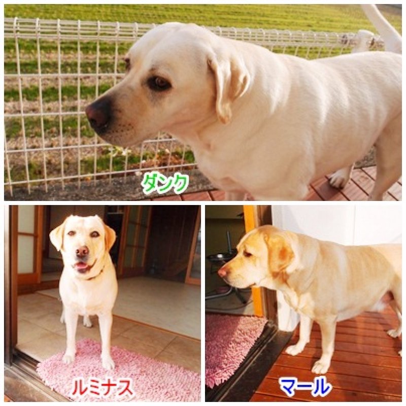 則包ダンク・マール・ルミナスグレイスフルランド ラブラドールレトリバーといっしょに暮らそう！ 子犬の分譲販売・交配ブリーダー