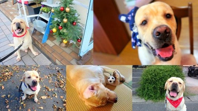 「福太郎」祝！3歳のお誕生日♪グレイスフルランド ラブラドールレトリバーといっしょに暮らそう！ 子犬の分譲