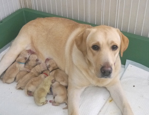 ラブラドール レトリバー 犬 いぬ 仔犬 オブジェ オーナメント