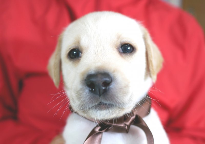 英国ラブラドールの子犬グレイスフルランド ラブラドールレトリバーといっしょに暮らそう！ 子犬の分譲販売