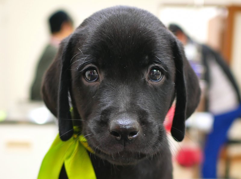 英国ラブラドールの子犬グレイスフルランド ラブラドールレトリバーといっしょに暮らそう! 子犬の分譲販売
