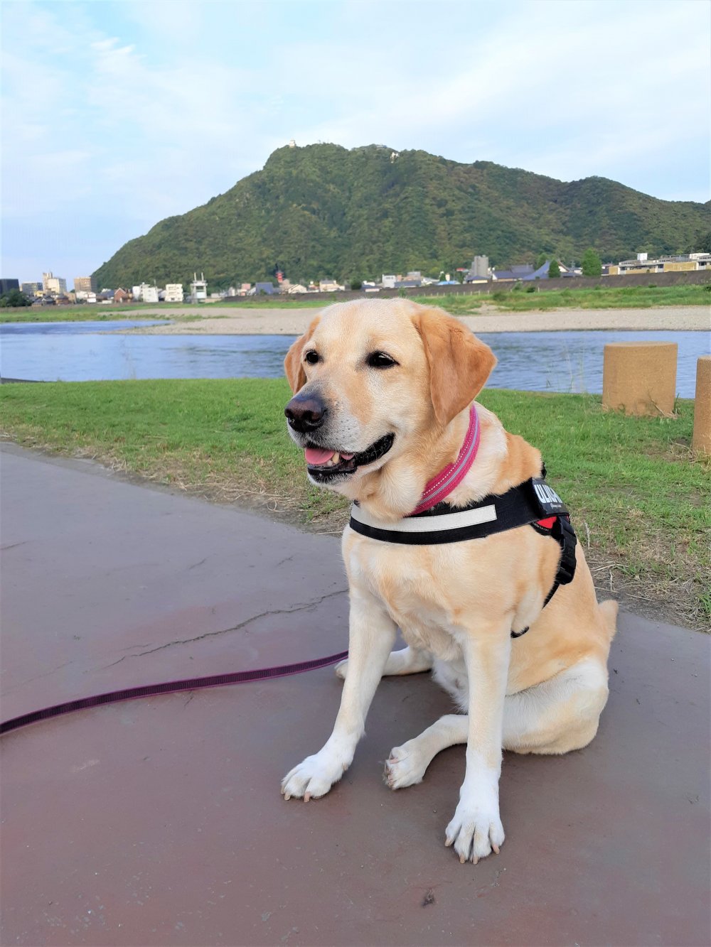 馬渕ナナちゃんのお手紙3♪グレイスフルランド ラブラドールレトリバーといっしょに暮らそう！ 子犬の分譲販売