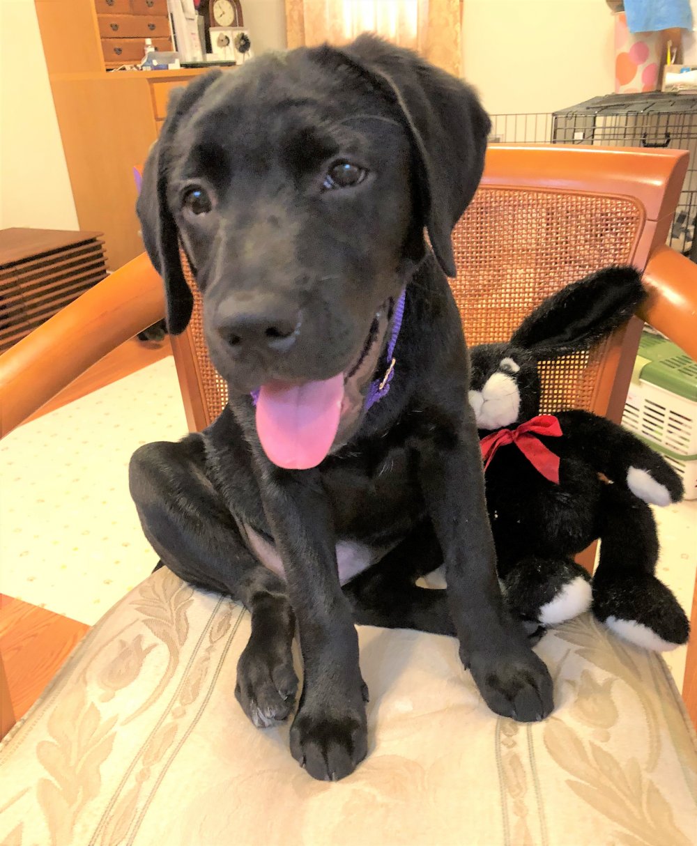 小野原ココちゃんのお手紙1 グレイスフルランド ラブラドールレトリバーといっしょに暮らそう 子犬の分譲販売 交配 ブリーダー 小野原ココちゃんのお手紙1 グレイスフルランド ラブラドールレトリバーといっしょに暮らそう 子犬の分譲販売 交配 ブリーダー