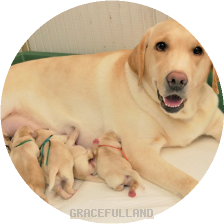 これから生まれる予定の子犬 グレイスフルランド ラブラドールレトリバーといっしょに暮らそう 子犬の分譲販売 交配 ブリーダー