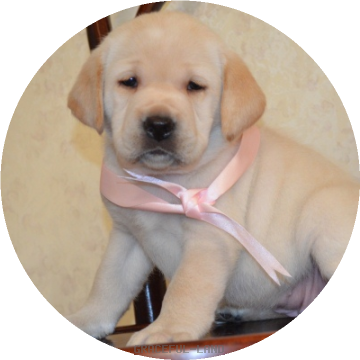 女の子 ピンク母犬サラ グレイスフルランド ラブラドールレトリバーといっしょに暮らそう 子犬の分譲販売 交配 ブリーダー