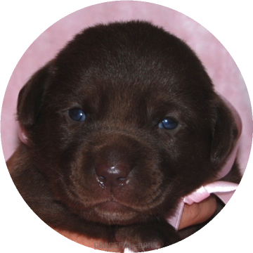 女の子 ピンク母犬エメラルド グレイスフルランド ラブラドールレトリバーといっしょに暮らそう 子犬の分譲販売 交配 ブリーダー