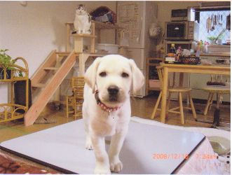 山下様と子犬ラブのお手紙1 グレイスフルランド ラブラドールレトリバーといっしょに暮らそう 子犬の分譲販売 交配 ブリーダー