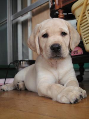岡田様と子犬のお手紙 グレイスフルランド ラブラドールレトリバーといっしょに暮らそう 子犬の分譲販売 交配 ブリーダー