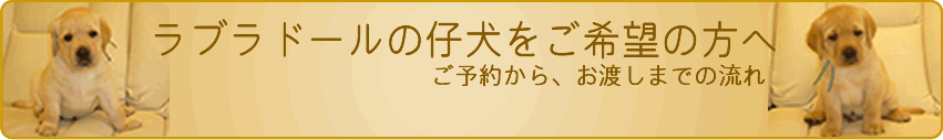 ラブラドールの子犬をご希望の方へ ご予約からお渡しまで ラブラドールの子犬をご希望の方へ ご予約からお渡しまで