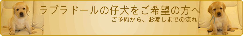ラブラドールの子犬をご希望の方へ