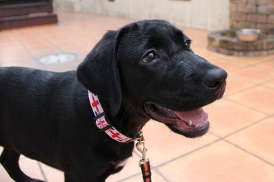 清水コナお手紙1 グレイスフルランド ラブラドールレトリバーといっしょに暮らそう 子犬の分譲販売 交配 ブリーダー