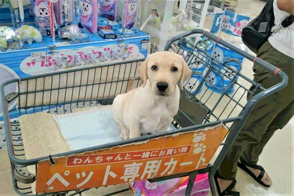 加藤ピーナッツくんのお手紙1 グレイスフルランド ラブラドールレトリバーといっしょに暮らそう 子犬の分譲販売 交配 ブリーダー