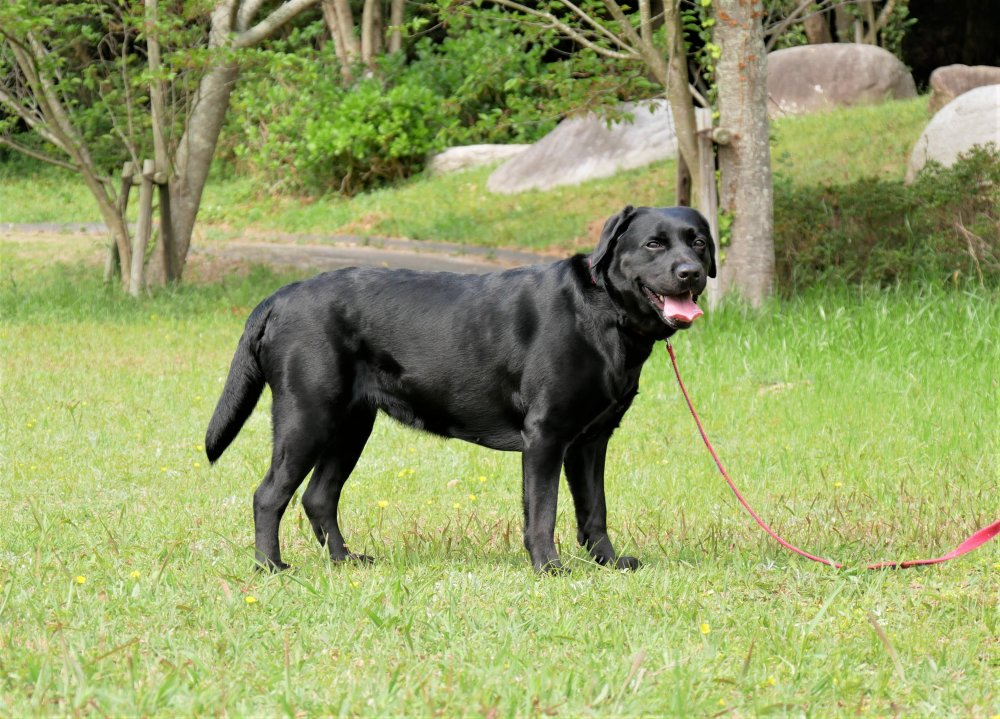 母犬凛の情報を更新しました グレイスフルランド ラブラドールレトリバーといっしょに暮らそう 子犬の分譲販売 交配 ブリーダー 母犬凛の情報を更新しました グレイスフルランド ラブラドールレトリバーといっしょに暮らそう 子犬の分譲販売 交配 ブリーダー