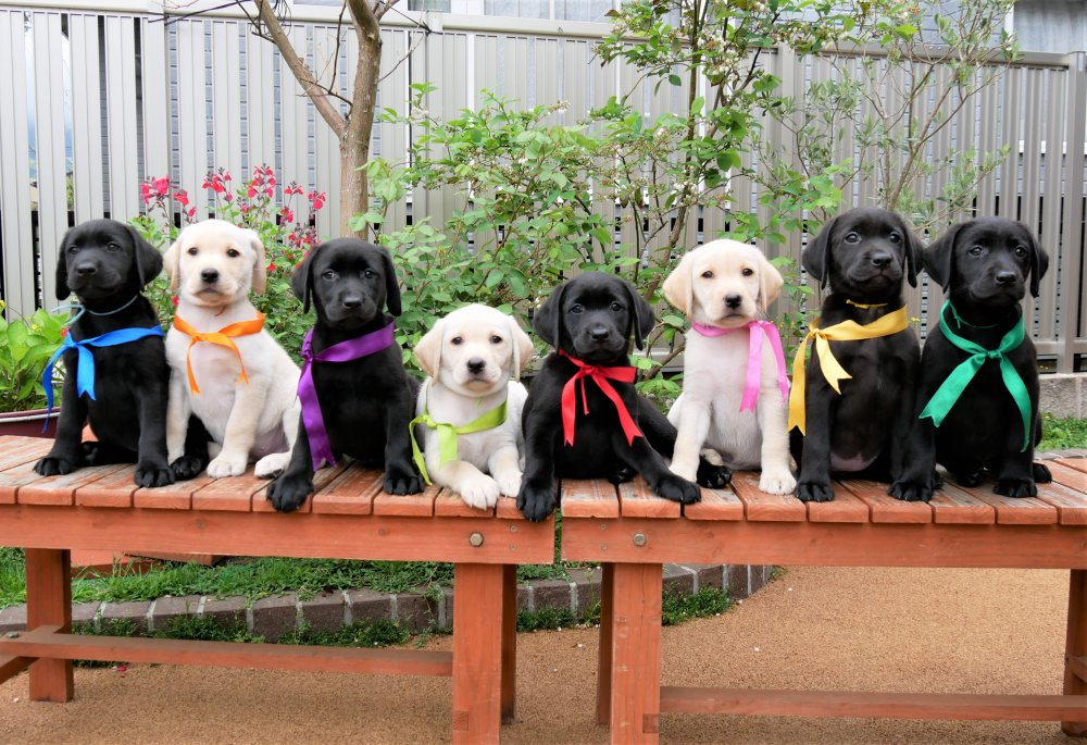 血統書送ります タミー子犬 グレイスフルランド ラブラドールレトリバーといっしょに暮らそう 子犬の分譲販売 交配 ブリーダー 血統書送ります タミー子犬 グレイスフルランド ラブラドールレトリバーといっしょに暮らそう 子犬の分譲販売 交配 ブリーダー