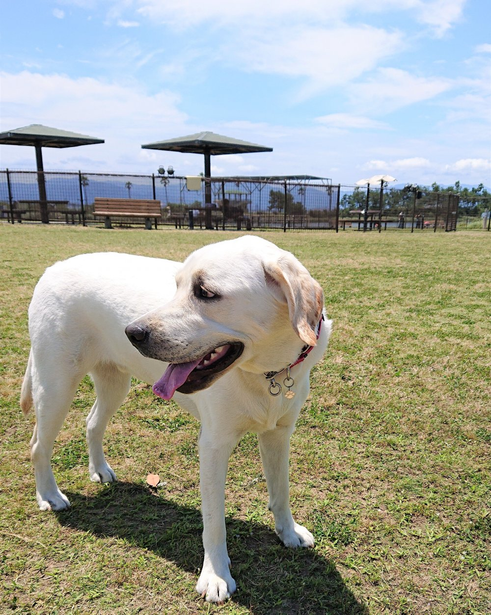 榎本タワー君のお手紙5 グレイスフルランド ラブラドールレトリバーといっしょに暮らそう 子犬の分譲販売 交配 ブリーダー