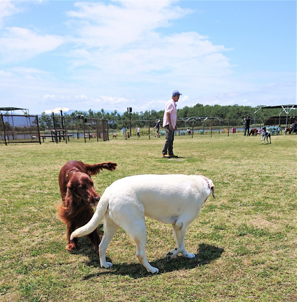 榎本タワー君のお手紙5 グレイスフルランド ラブラドールレトリバーといっしょに暮らそう 子犬の分譲販売 交配 ブリーダー