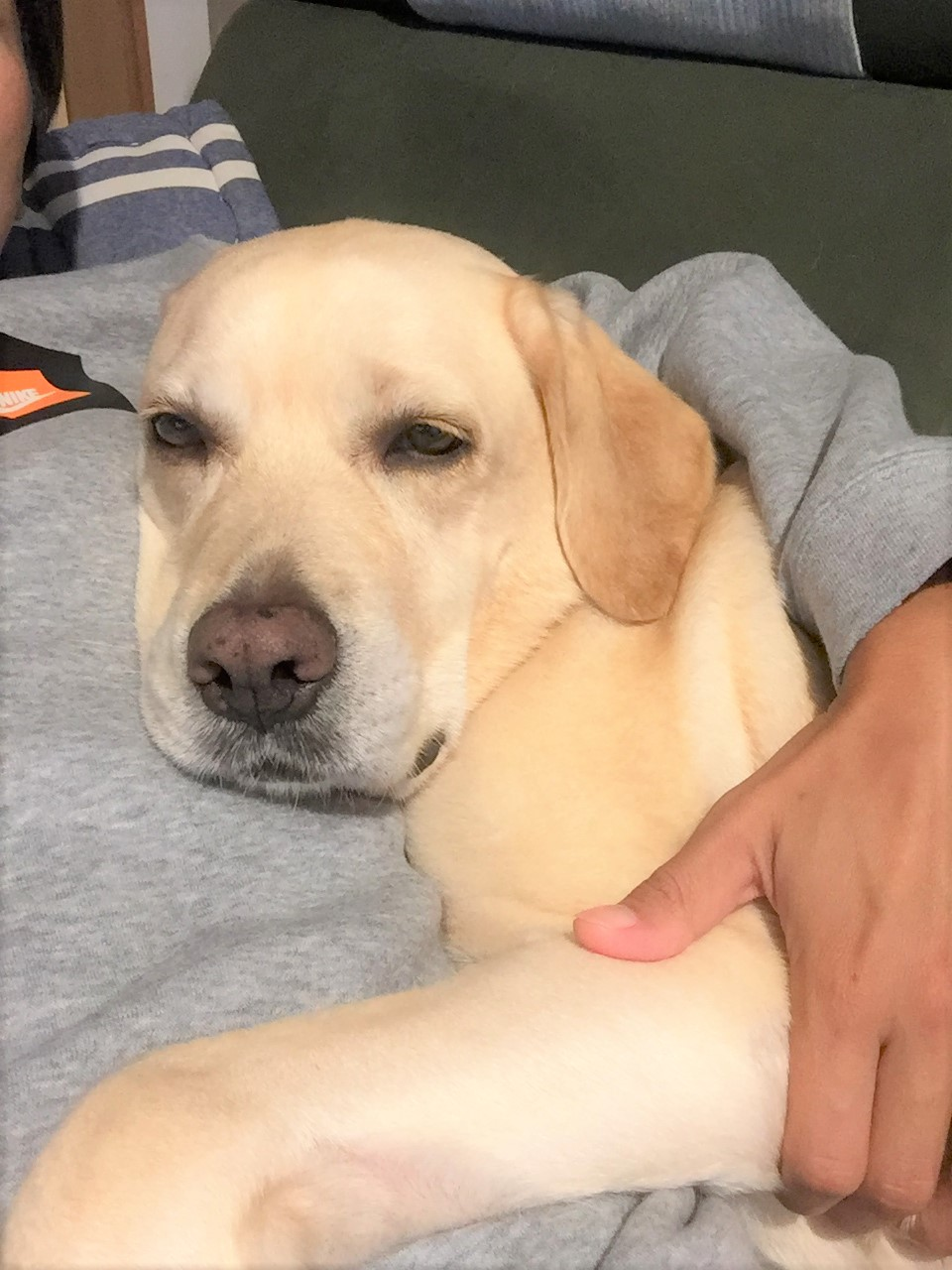 河内ウーナちゃんのお手紙11 グレイスフルランド ラブラドールレトリバーといっしょに暮らそう 子犬の分譲販売 交配 ブリーダー