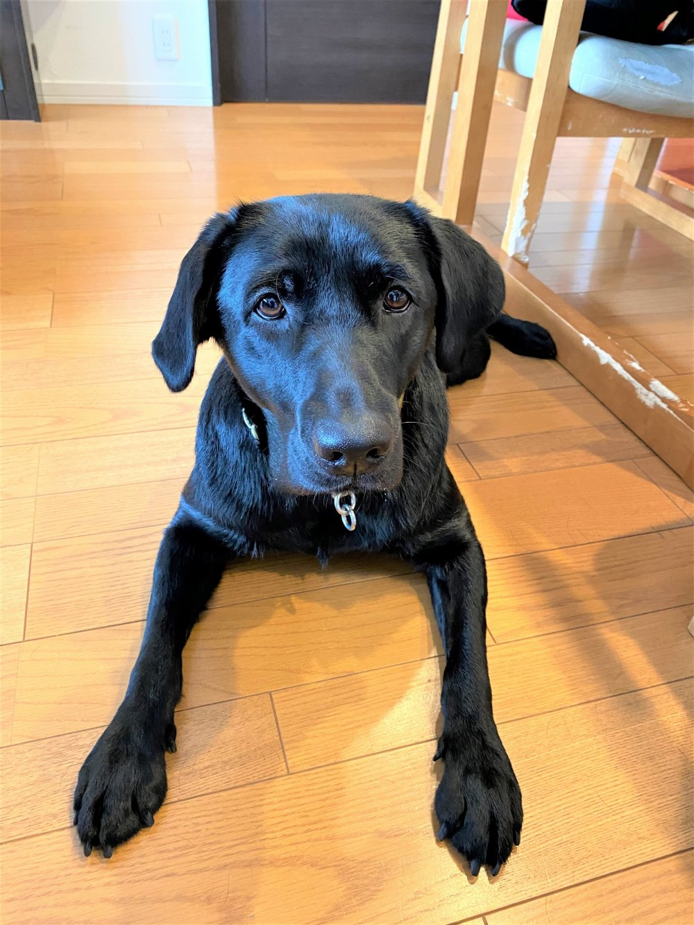 冨永アンナちゃんのお手紙1 グレイスフルランド ラブラドールレトリバーといっしょに暮らそう 子犬の分譲販売 交配 ブリーダー 冨永アンナちゃんのお手紙1 グレイスフルランド ラブラドールレトリバーといっしょに暮らそう 子犬の分譲販売 交配 ブリーダー