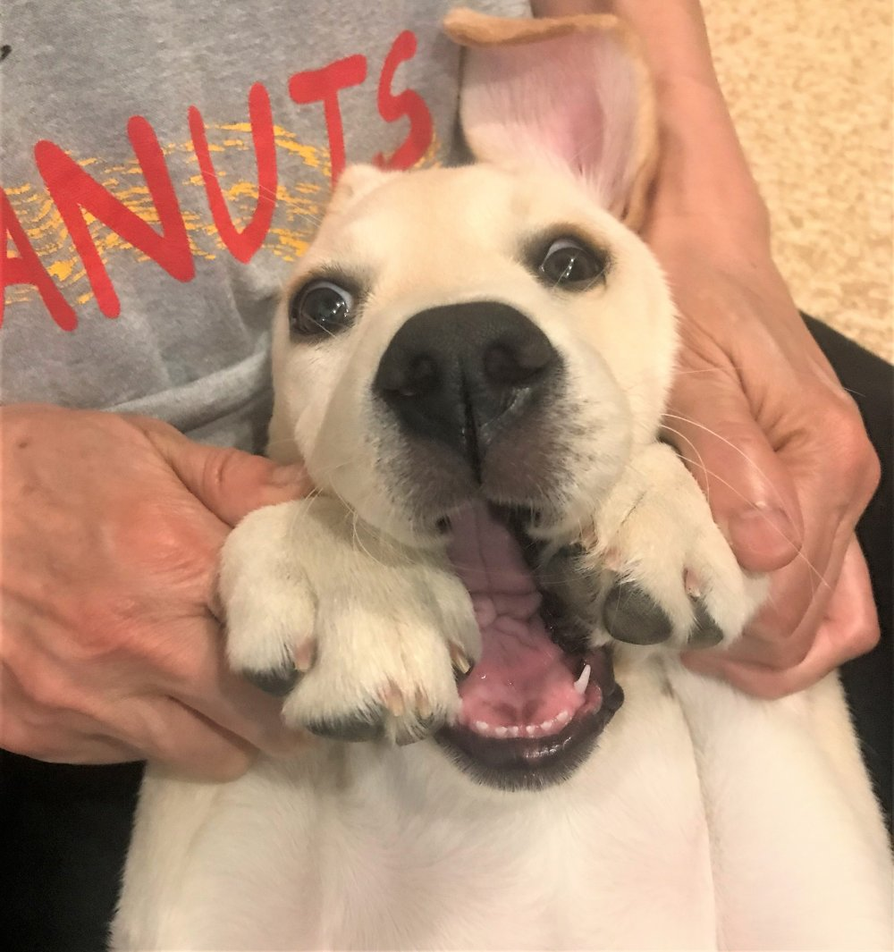 段上あずきちゃんのお手紙2 グレイスフルランド ラブラドールレトリバーといっしょに暮らそう 子犬の分譲販売 交配 ブリーダー 段上あずきちゃんのお手紙2 グレイスフルランド ラブラドールレトリバーといっしょに暮らそう 子犬の分譲販売 交配 ブリーダー