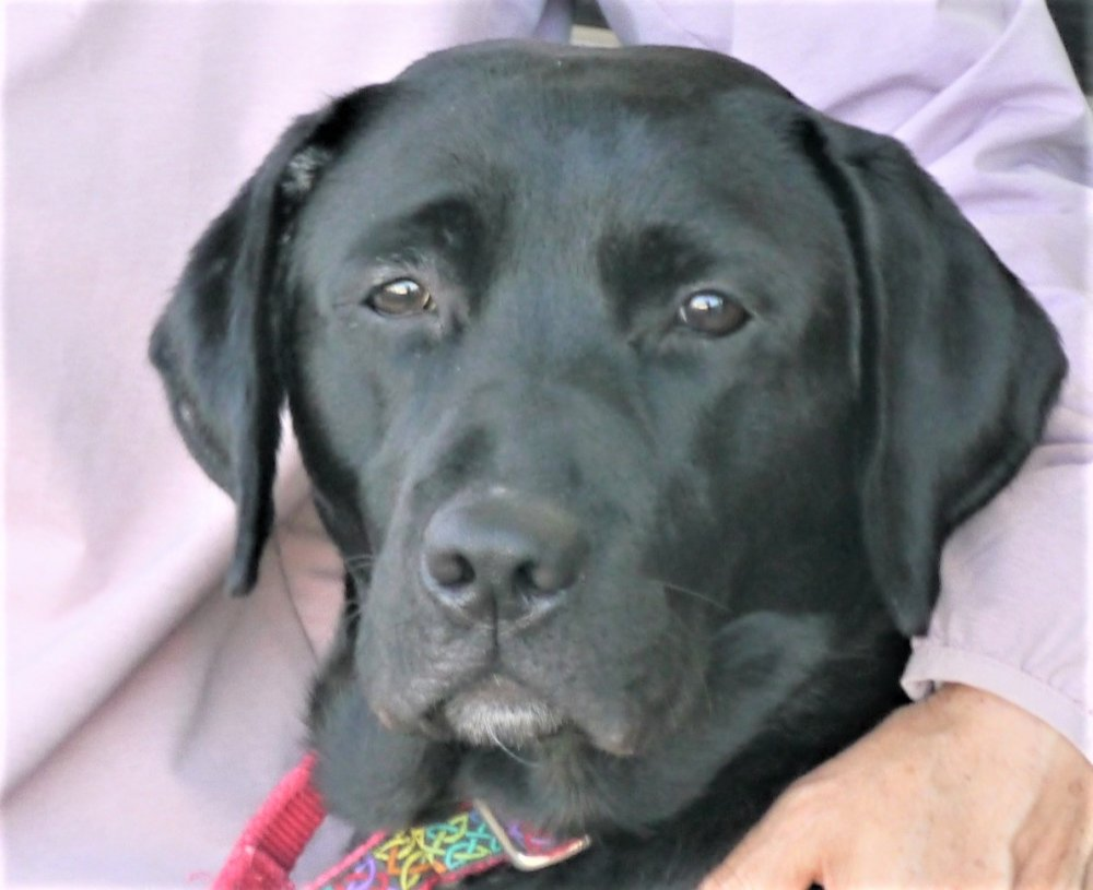 母犬リリー交配済み 子犬ご予約承ります グレイスフルランド ラブラドールレトリバーといっしょに暮らそう 子犬の分譲販売 交配 ブリーダー