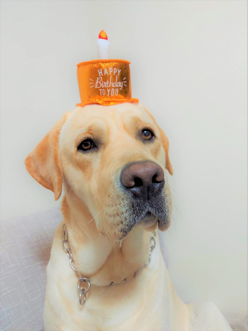 西村バロン君のお手紙6 グレイスフルランド ラブラドールレトリバーといっしょに暮らそう 子犬の分譲販売 交配 ブリーダー 西村バロン君のお手紙6 グレイスフルランド ラブラドールレトリバーといっしょに暮らそう 子犬の分譲販売 交配 ブリーダー