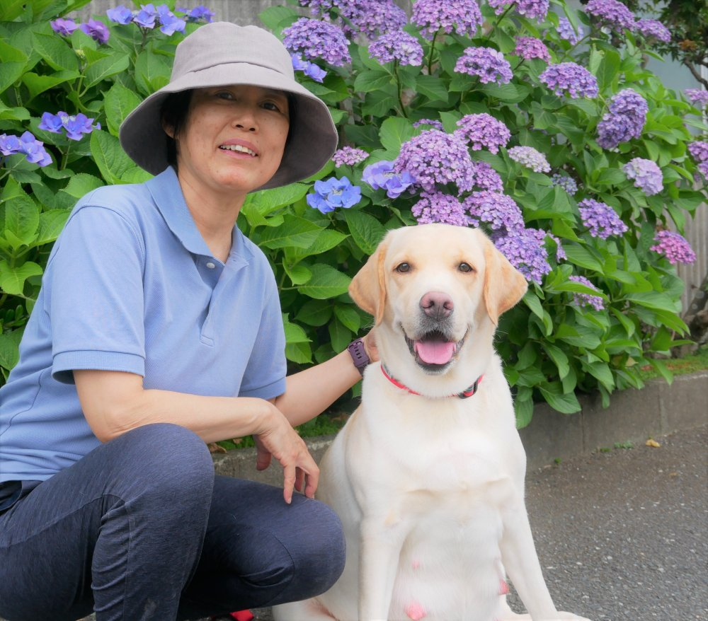 母犬ジャスミン もうすぐ出産 グレイスフルランド ラブラドールレトリバーといっしょに暮らそう 子犬の分譲販売 交配 ブリーダー 母犬ジャスミン もうすぐ出産 グレイスフルランド ラブラドールレトリバーといっしょに暮らそう 子犬の分譲販売 交配 ブリーダー